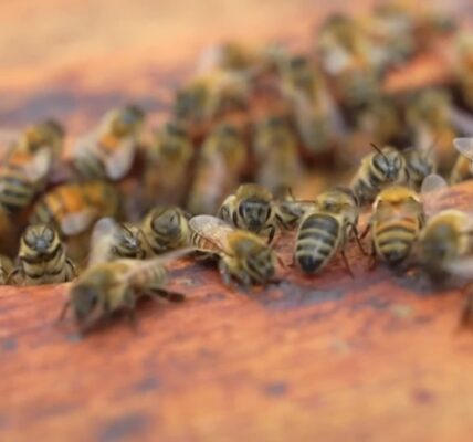 Can bees and dogs sniff out cancer better than machines?