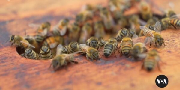 Can bees and dogs sniff out cancer better than machines?