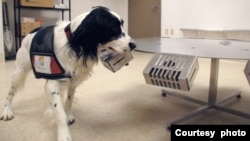 A cancer detection dog at the Penn Vet Working Dog Center sniffs samples on a stainless steel wheel. (Courtesy of Penn Vet Working Dog Center)