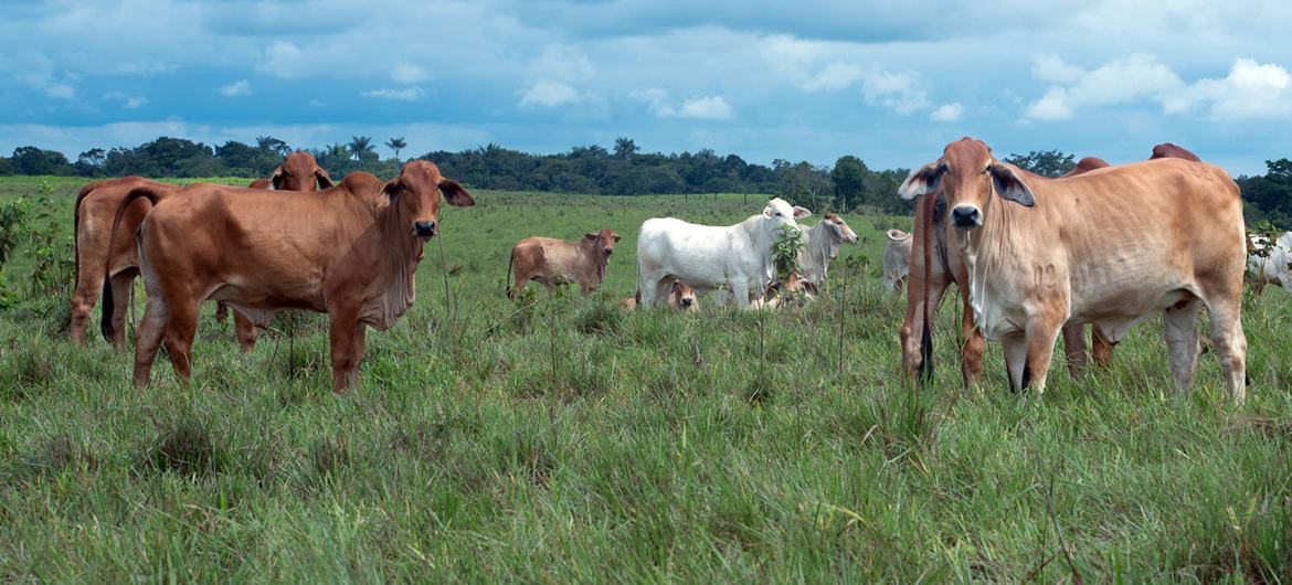 A silvopastoral system in the Amazon integrates trees and shrubs into livestock pastures. This increases carbon storage in trees and soil, reducing greenhouse gas emissions from livestock and fertilizer and boosting resilience to climate change.