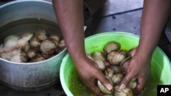 Development, pollution threaten Papuan women's mangrove forest in Indonesia