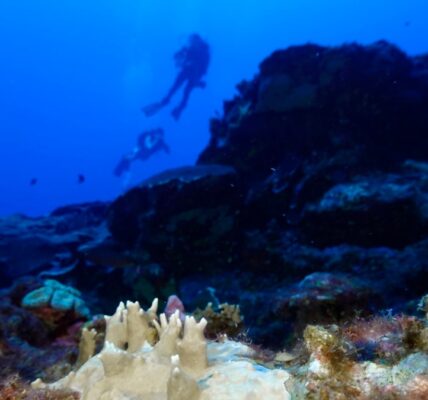 Fourth mass coral bleaching prompts UN emergency session at Colombia biodiversity summit