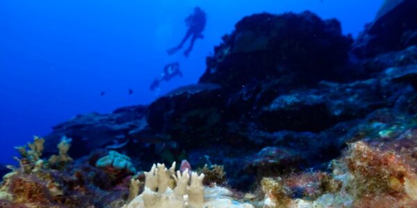 Fourth mass coral bleaching prompts UN emergency session at Colombia biodiversity summit