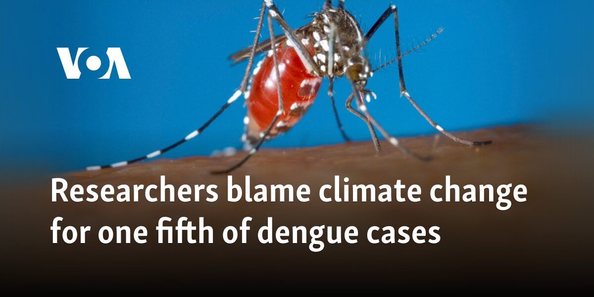 Researchers blame climate change for one fifth of dengue cases