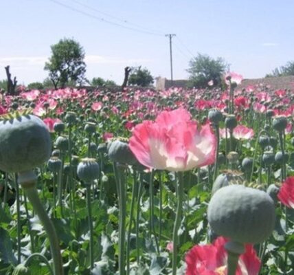 Rise in Afghan opium cultivation reflects economic hardship, despite Taliban ban