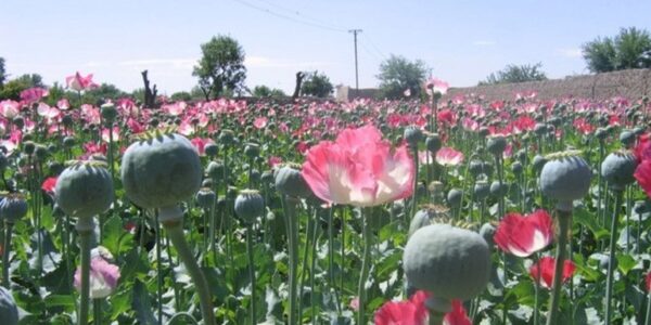 Rise in Afghan opium cultivation reflects economic hardship, despite Taliban ban