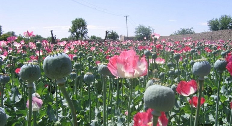 Rise in Afghan opium cultivation reflects economic hardship, despite Taliban ban