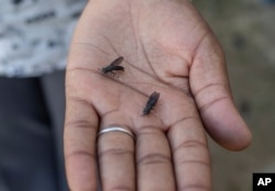 Some Zimbabwean farmers turn to maggots to survive drought and thrive