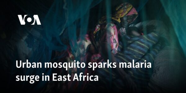 Urban mosquito sparks malaria surge in East Africa