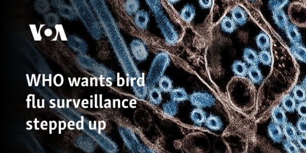 WHO wants bird flu surveillance stepped up