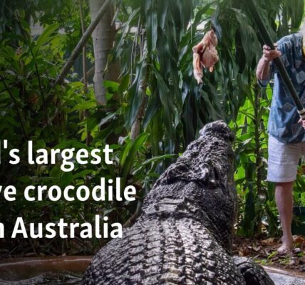 World's largest captive crocodile dies in Australia