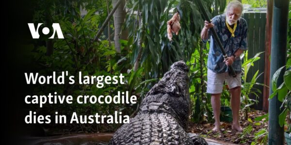 World's largest captive crocodile dies in Australia