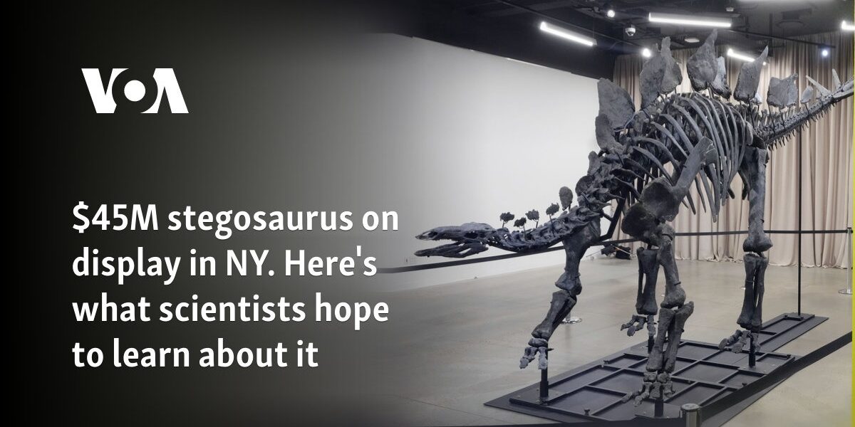 $45M stegosaurus on display in NY. Here's what scientists hope to learn about it