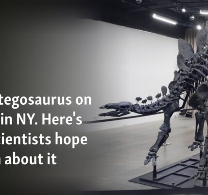 $45M stegosaurus on display in NY. Here's what scientists hope to learn about it