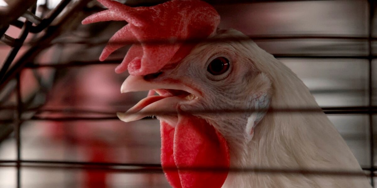 Bird flu spillover to other species poses global health threat, experts warn