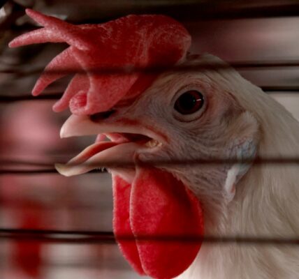 Bird flu spillover to other species poses global health threat, experts warn