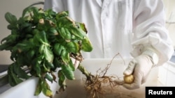 Chinese scientists rush to climate-proof potatoes