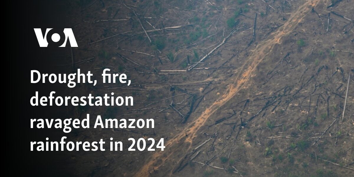 Drought, fire, deforestation ravaged Amazon rainforest in 2024