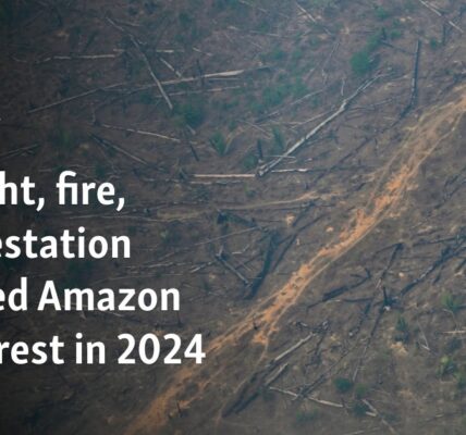 Drought, fire, deforestation ravaged Amazon rainforest in 2024