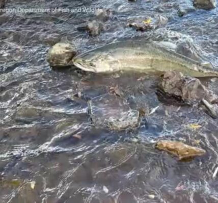 First salmon in century reach Oregon's Klamath Basin after dam removal