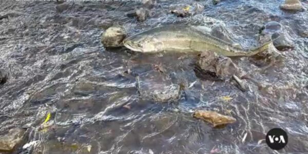 First salmon in century reach Oregon's Klamath Basin after dam removal