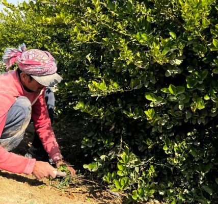 Lime-flavoured memories drive innovation on Saudi farm