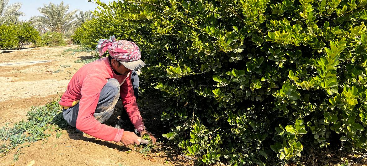 Lime-flavoured memories drive innovation on Saudi farm