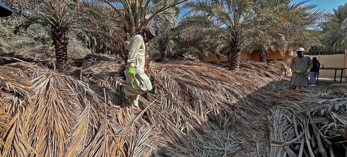 Palm fronds are collected and reused as sand barriers.