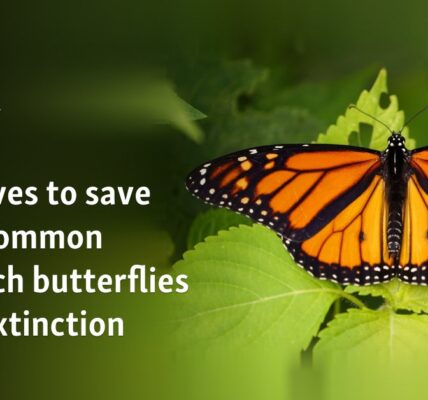 US moves to save once-common monarch butterflies from extinction