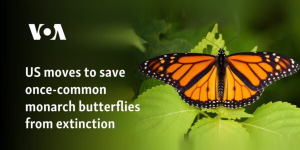 US moves to save once-common monarch butterflies from extinction