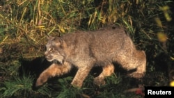 US proposes new habitat protections in southern Rockies for Canada lynx