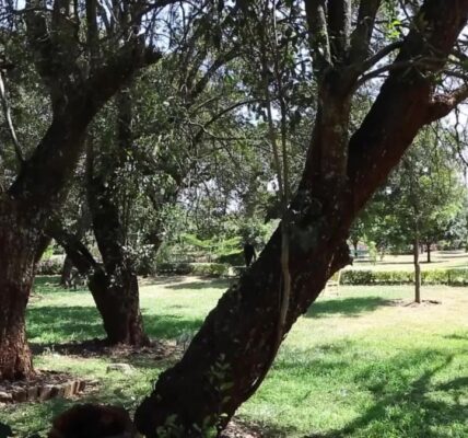 AI technology helps boost forest conservation in Kenya