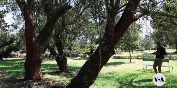 AI technology helps boost forest conservation in Kenya