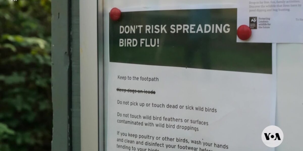 Could bird flu pandemic 'dwarf' COVID-19?