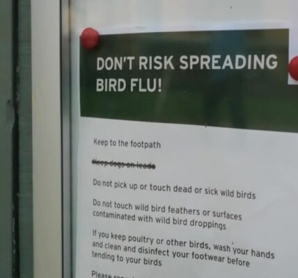 Could bird flu pandemic 'dwarf' COVID-19?