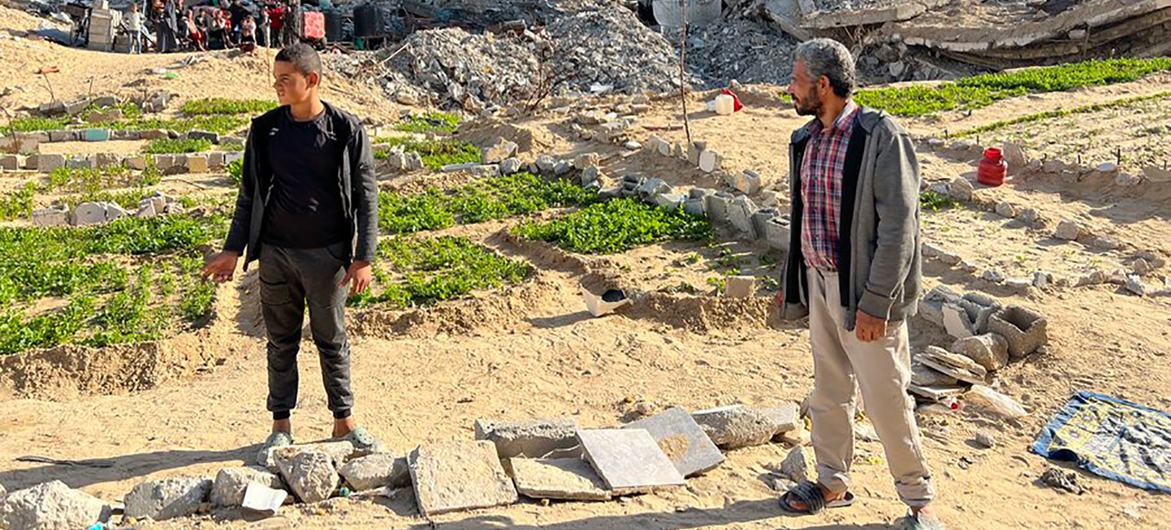 Nabil Azab (right) stands near the greens his family is tending. Behind are the remains of the apartment building his family still lives in despite the danger.