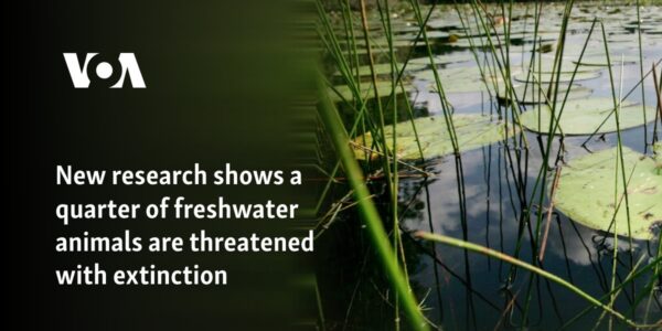 New research shows a quarter of freshwater animals are threatened with extinction