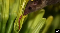 Arizona adds endangered bat to list of night-flying creatures that frequent the state