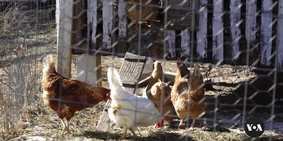 Bird flu pandemic potential in US worries scientists, farmers