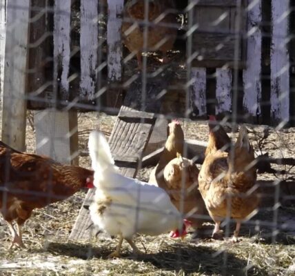 Bird flu pandemic potential in US worries scientists, farmers