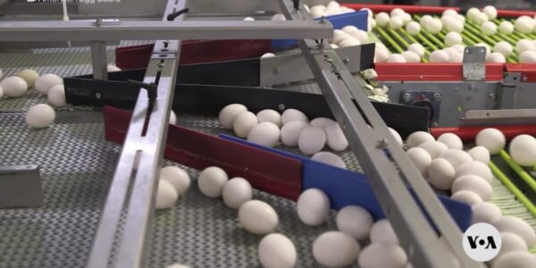 Bird flu pushes egg prices up; US retailers, consumers worry