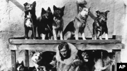 Mushers, dogs braved Alaska winter to deliver lifesaving serum 100 years ago