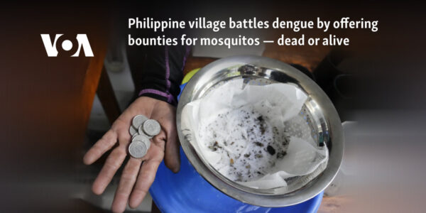 Philippine village battles dengue by offering bounties for mosquitos — dead or alive