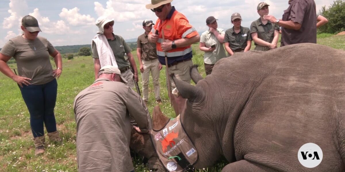 Scientists test injecting radioactivity into rhino horns to deter poachers