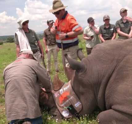 Scientists test injecting radioactivity into rhino horns to deter poachers