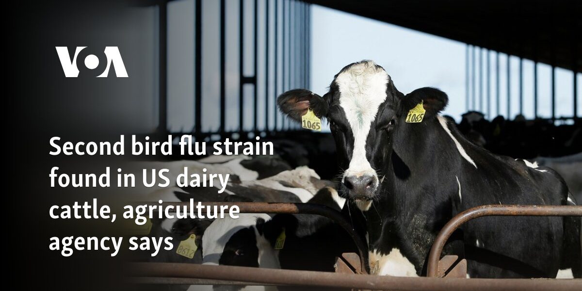 Second bird flu strain found in US dairy cattle, agriculture agency says