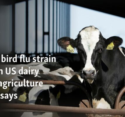 Second bird flu strain found in US dairy cattle, agriculture agency says