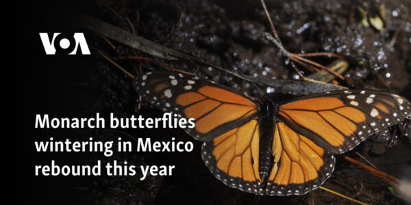 Monarch butterflies wintering in Mexico rebound this year