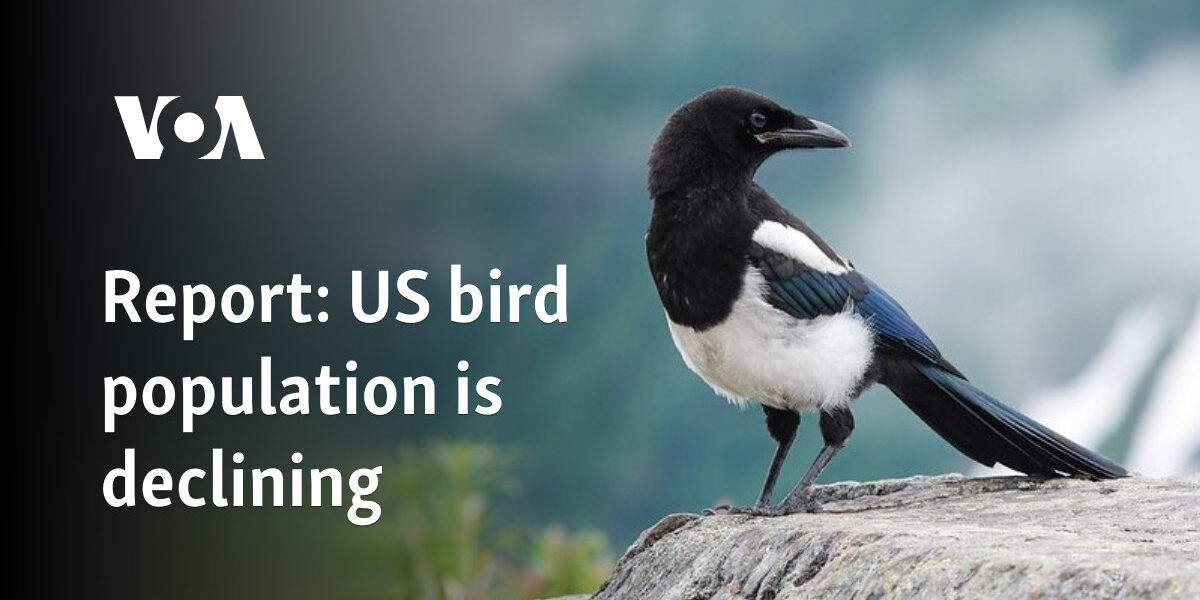 Report: US bird population is declining