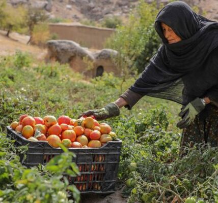 Afghanistan’s socioeconomic crisis deepens amid crackdown on women’s rights